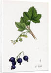 Ribes Nigrum Black Currant by Anonymous