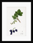 Ribes Nigrum Black Currant by Anonymous