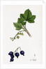 Ribes Nigrum Black Currant by Anonymous