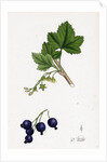 Ribes Nigrum Black Currant by Anonymous