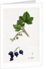 Ribes Nigrum Black Currant by Anonymous