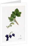 Ribes Nigrum Black Currant by Anonymous