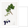 Ribes Nigrum Black Currant by Anonymous