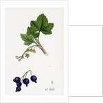 Ribes Nigrum Black Currant by Anonymous