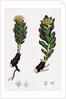 Sedum Rhodiola Rose-Root by Anonymous