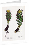 Sedum Rhodiola Rose-Root by Anonymous