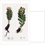 Sedum Rhodiola Rose-Root by Anonymous