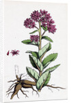 Sedum Purpurascens Broad-Leaved Orpine by Anonymous