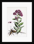 Sedum Purpurascens Broad-Leaved Orpine by Anonymous
