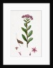 Sedum Fabaria Narrow-Leaved Orpine by Anonymous