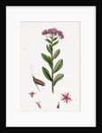 Sedum Fabaria Narrow-Leaved Orpine by Anonymous
