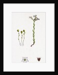 Sedum Villosum Hairy Stone-Crop by Anonymous