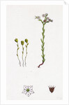 Sedum Villosum Hairy Stone-Crop by Anonymous