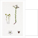 Sedum Villosum Hairy Stone-Crop by Anonymous