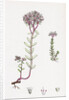 Sedum Eu-Album Sedum Album and Sedum Micranthum White Stone-Crop by Anonymous
