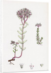 Sedum Eu-Album Sedum Album and Sedum Micranthum White Stone-Crop by Anonymous