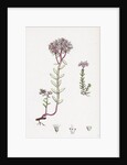 Sedum Eu-Album Sedum Album and Sedum Micranthum White Stone-Crop by Anonymous