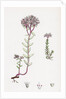 Sedum Eu-Album Sedum Album and Sedum Micranthum White Stone-Crop by Anonymous