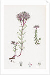 Sedum Eu-Album Sedum Album and Sedum Micranthum White Stone-Crop by Anonymous