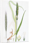 Hordeum Sylvaticum Wood Barley by Anonymous