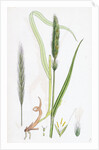 Hordeum Sylvaticum Wood Barley by Anonymous