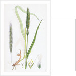 Hordeum Sylvaticum Wood Barley by Anonymous