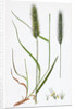 Hordeum Pratense Meadow Barley by Anonymous