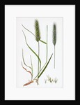Hordeum Pratense Meadow Barley by Anonymous
