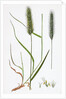 Hordeum Pratense Meadow Barley by Anonymous