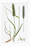 Hordeum Pratense Meadow Barley by Anonymous