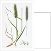 Hordeum Pratense Meadow Barley by Anonymous