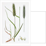 Hordeum Pratense Meadow Barley by Anonymous