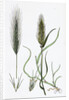 Hordeum Murinum Wall Barley by Anonymous
