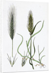 Hordeum Murinum Wall Barley by Anonymous