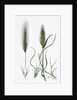 Hordeum Murinum Wall Barley by Anonymous