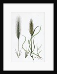 Hordeum Murinum Wall Barley by Anonymous