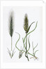 Hordeum Murinum Wall Barley by Anonymous