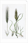 Hordeum Murinum Wall Barley by Anonymous