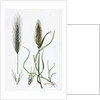 Hordeum Murinum Wall Barley by Anonymous