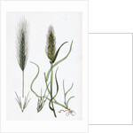 Hordeum Murinum Wall Barley by Anonymous