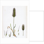 Hordeum Maritimum Sea Barley by Anonymous