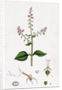 Circaea Lutetiana Common Enchanter's-Nightshade by Anonymous
