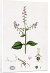 Circaea Lutetiana Common Enchanter's-Nightshade by Anonymous