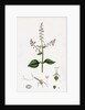 Circaea Lutetiana Common Enchanter's-Nightshade by Anonymous