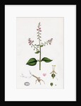 Circaea Lutetiana Common Enchanter's-Nightshade by Anonymous