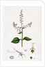 Circaea Lutetiana Common Enchanter's-Nightshade by Anonymous