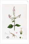 Circaea Lutetiana Common Enchanter's-Nightshade by Anonymous