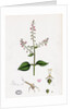Circaea Lutetiana Common Enchanter's-Nightshade by Anonymous