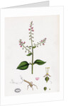 Circaea Lutetiana Common Enchanter's-Nightshade by Anonymous
