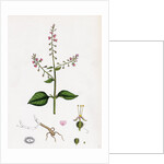 Circaea Lutetiana Common Enchanter's-Nightshade by Anonymous